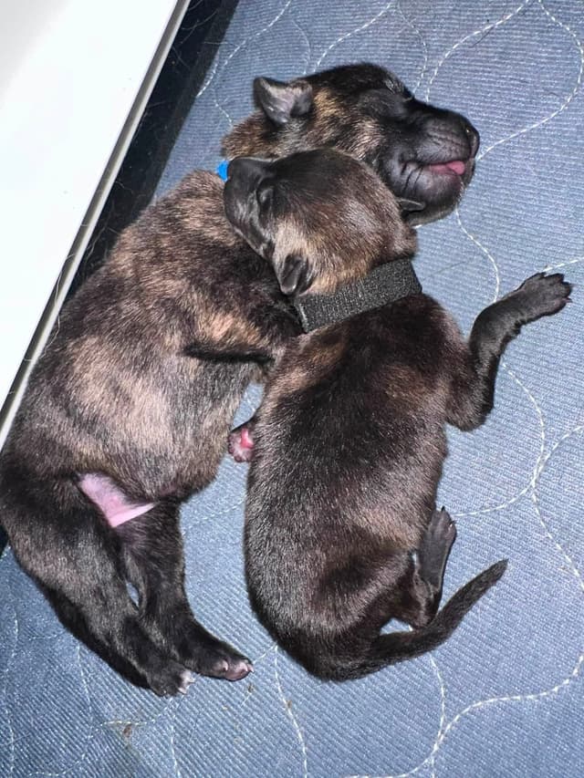 Dutch Shepherd Puppies media 14