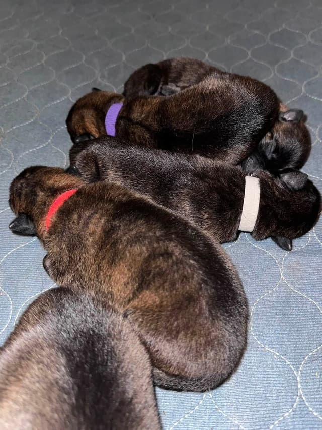 Dutch Shepherd Puppies media 15