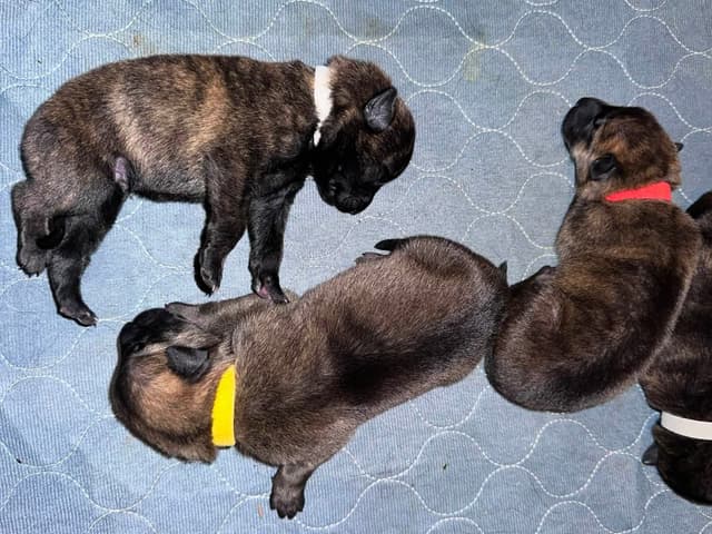 Dutch Shepherd Puppies media 16