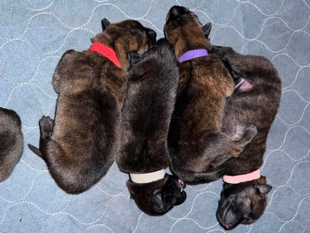 Dutch Shepherd Puppies media 17