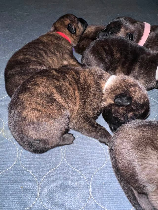 Dutch Shepherd Puppies media 18