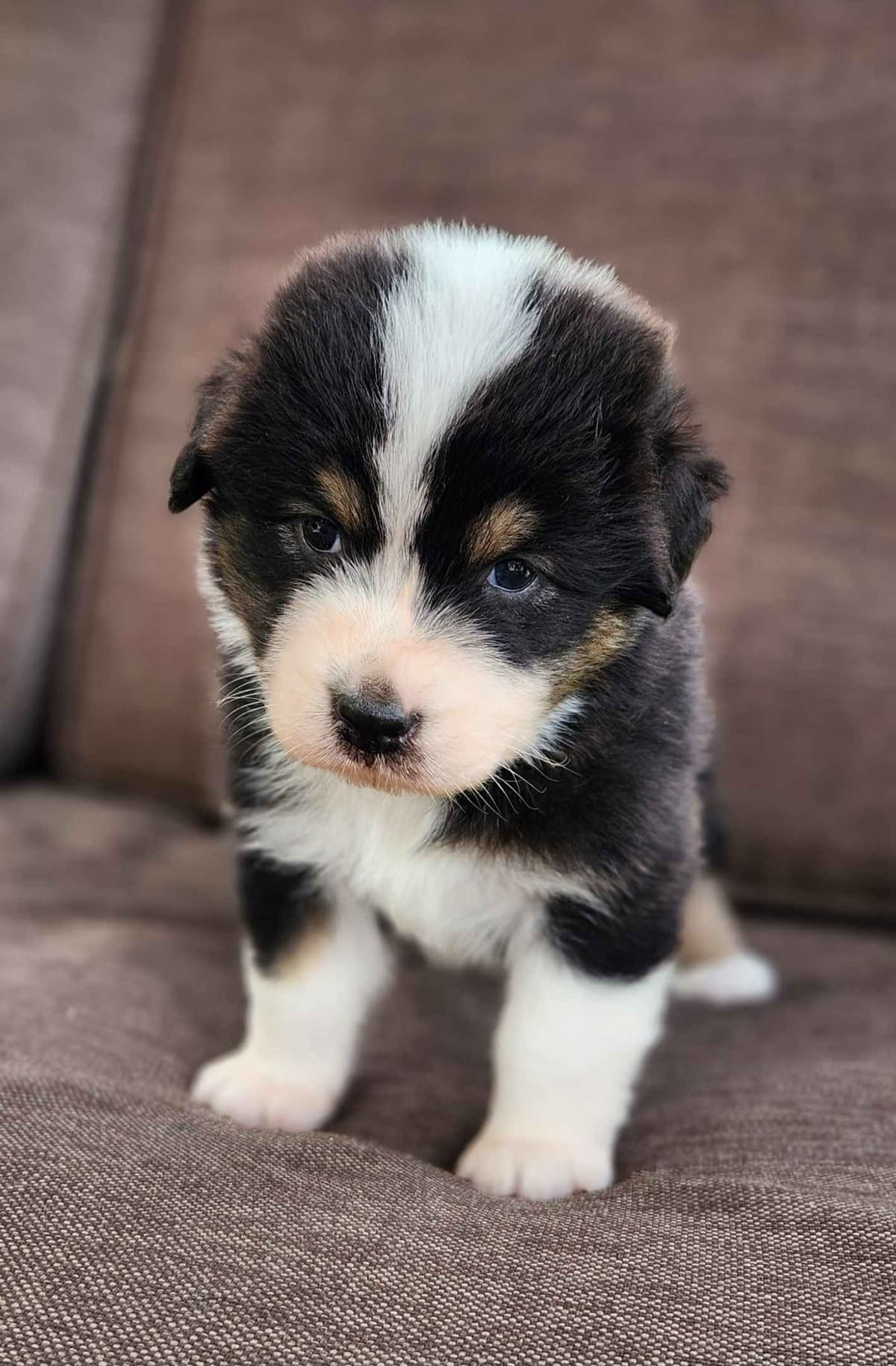 Australian Shepherd Puppies breeder image 5