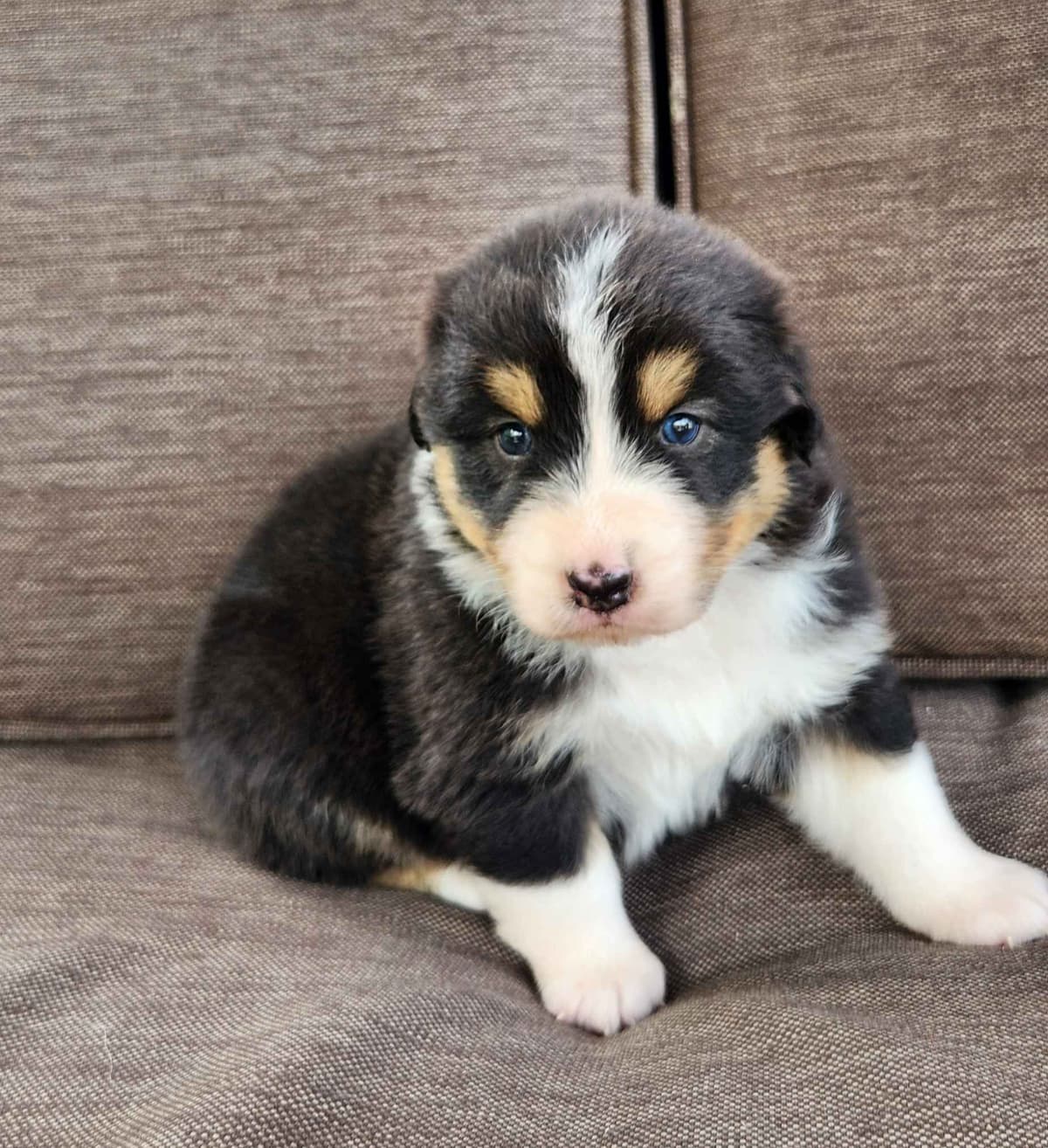 Australian Shepherd Puppies breeder image 7