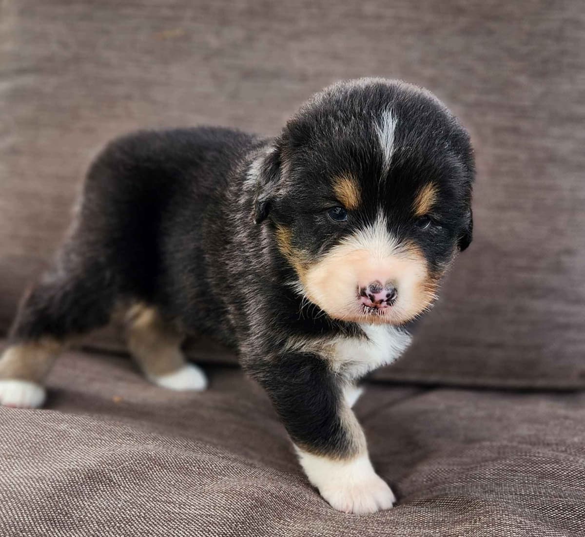 Australian Shepherd Puppies breeder image 4