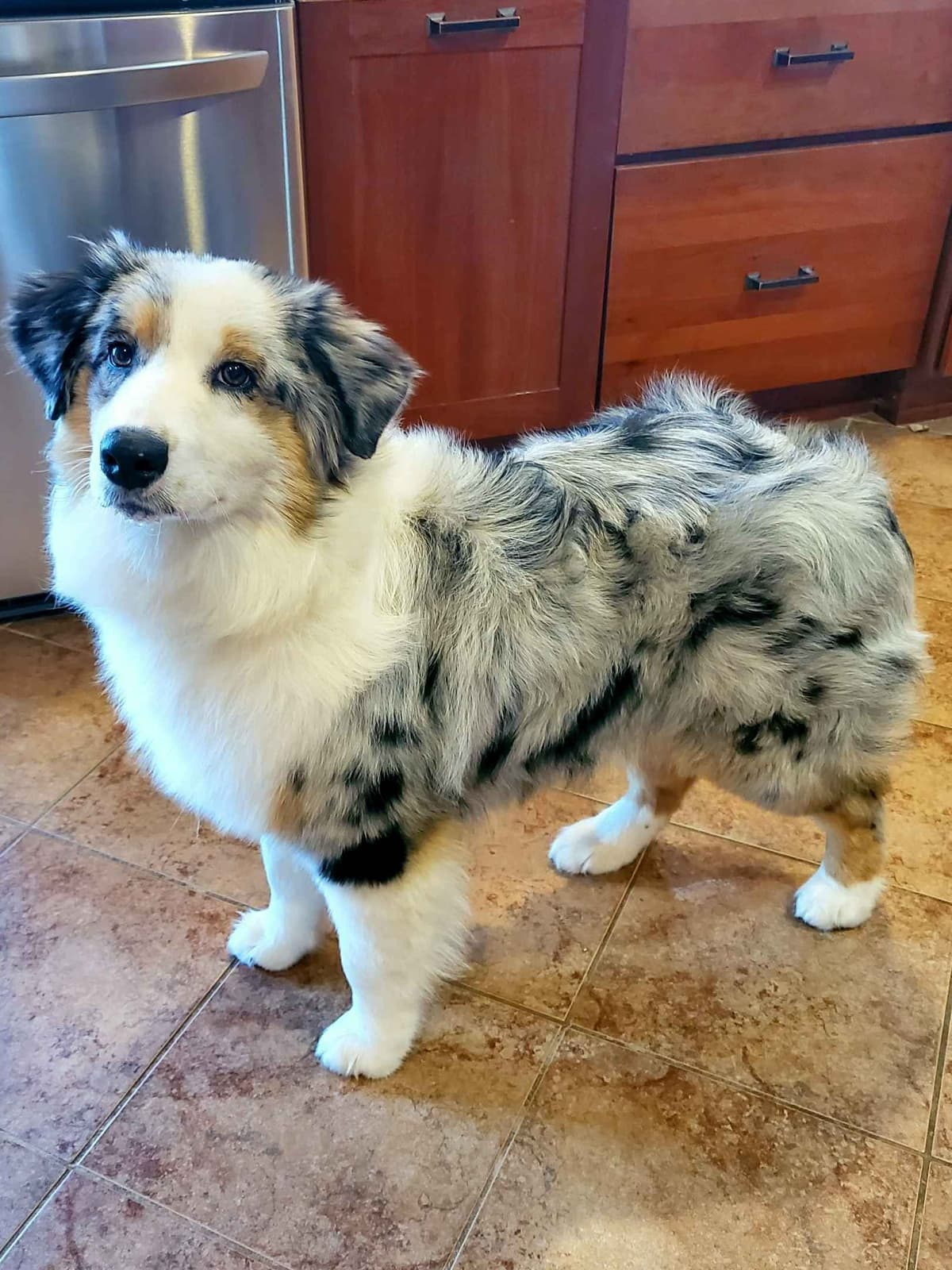 Australian Shepherd Puppies breeder image 2