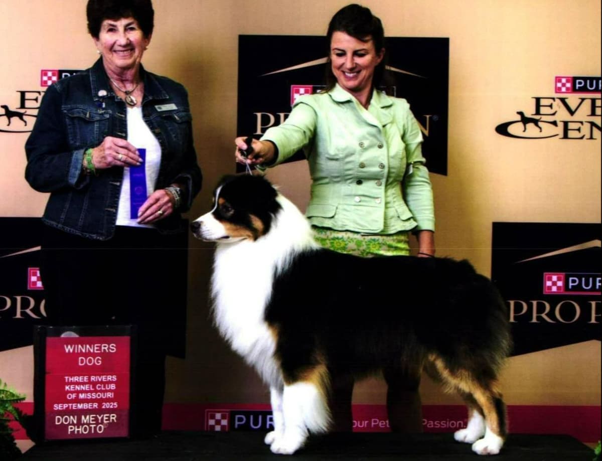 Australian Shepherd Puppies breeder image 1