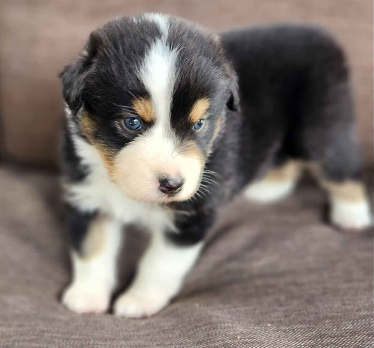 Australian Shepherd Puppies breeder image 6
