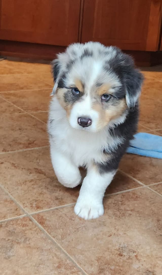 Australian Shepherd Puppies media 4