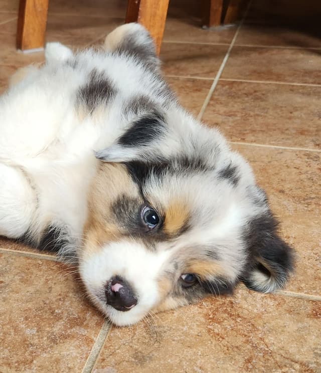 Australian Shepherd Puppies media 6