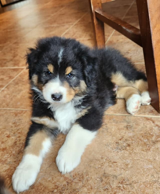 Australian Shepherd Puppies media 10