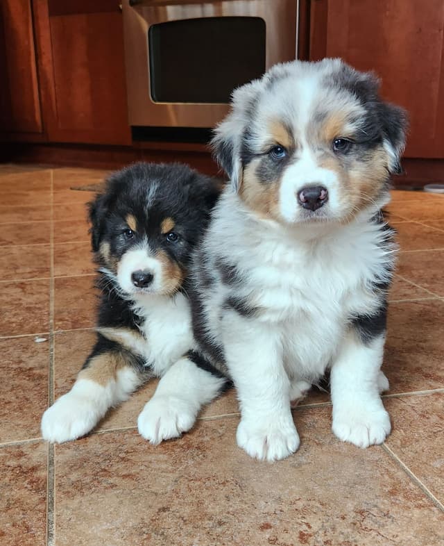 Australian Shepherd Puppies media 11