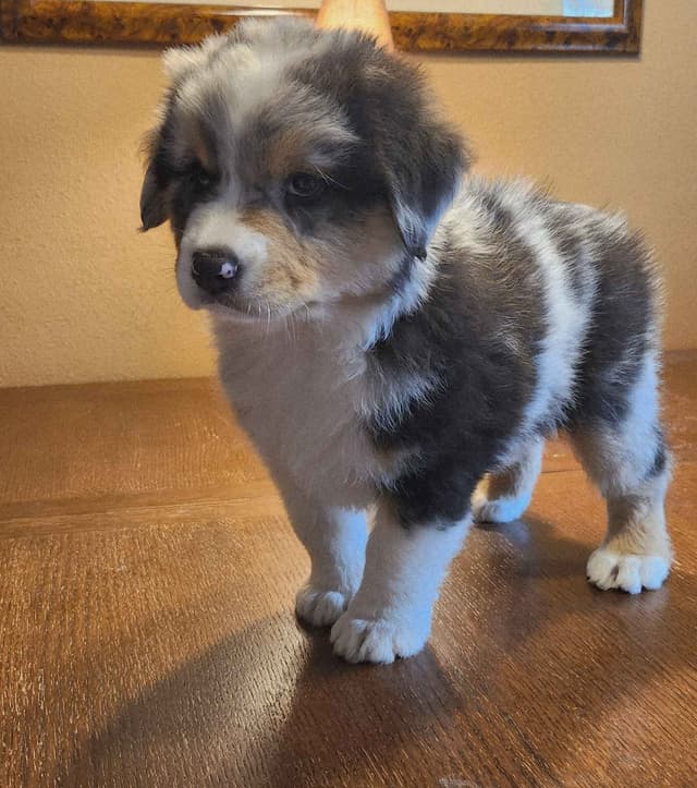 Australian Shepherd Puppies media 5