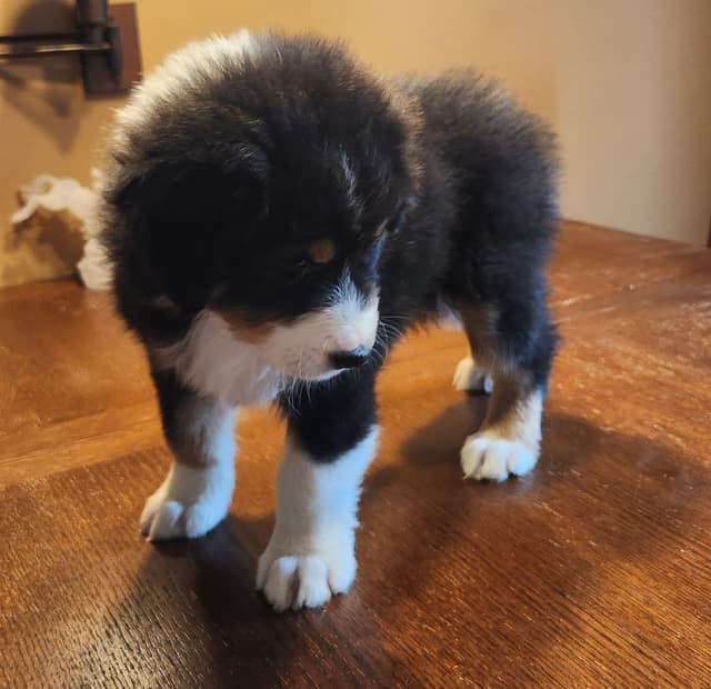 Australian Shepherd Puppies media 9