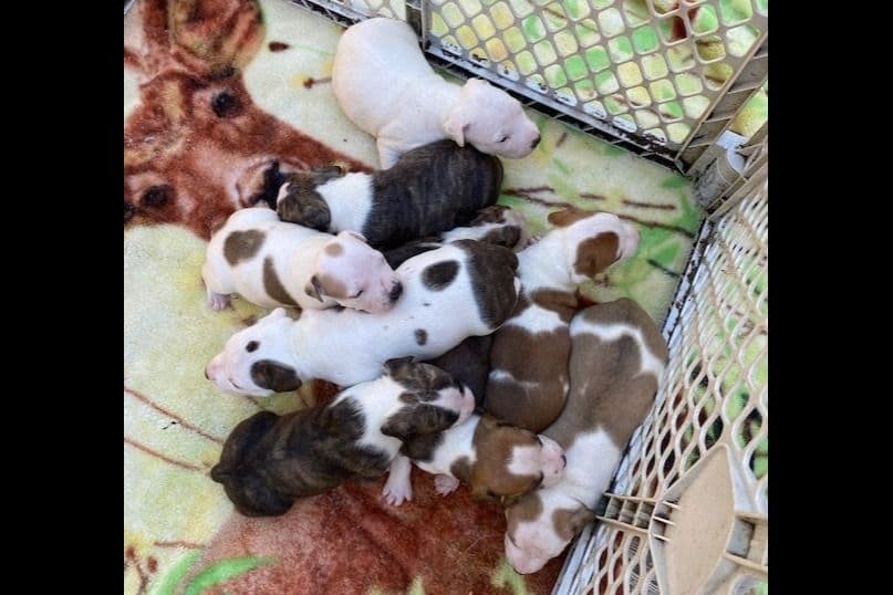 American Staffordshire Terrier Puppies breeder image 1