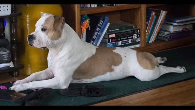 American Staffordshire Terrier Puppies breeder image 4