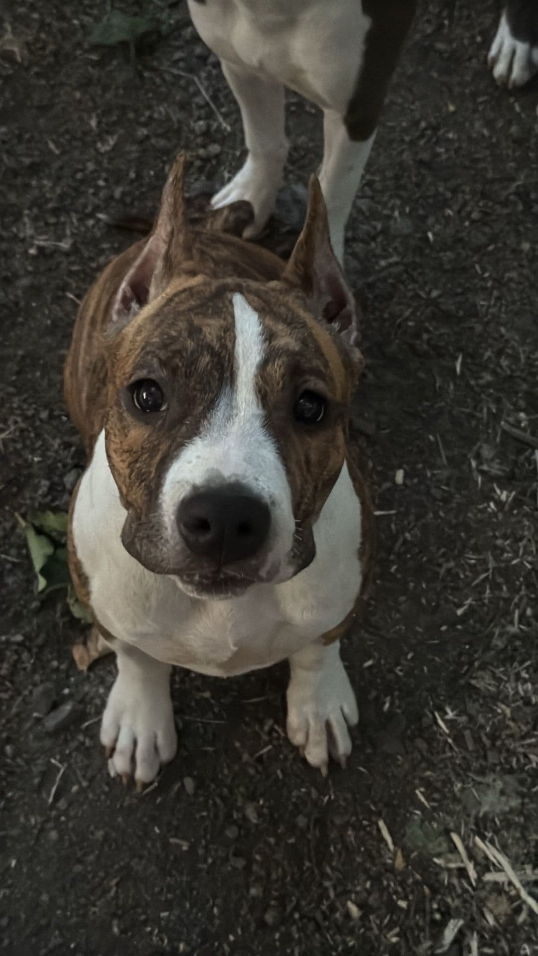 American Staffordshire Terrier Puppies breeder image 10