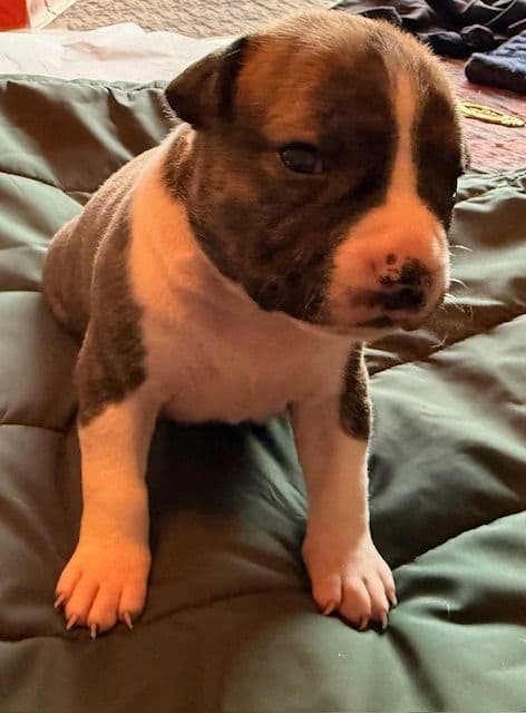 American Staffordshire Terrier Puppies media 3