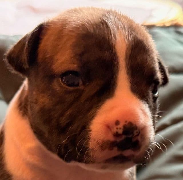 American Staffordshire Terrier Puppies media 4
