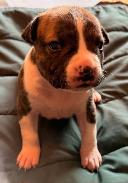 American Staffordshire Terrier Puppies media 5