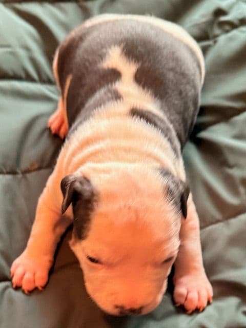 American Staffordshire Terrier Puppies media 6