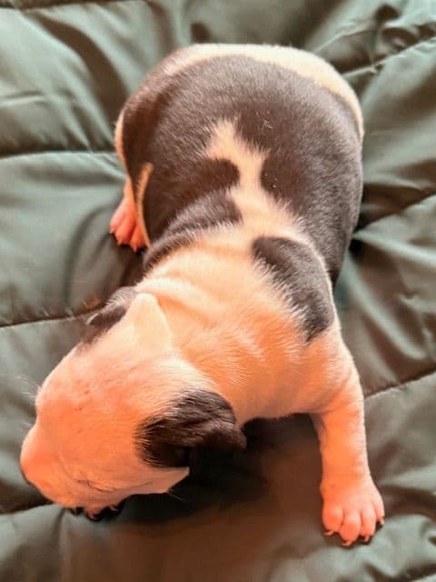 American Staffordshire Terrier Puppies media 7