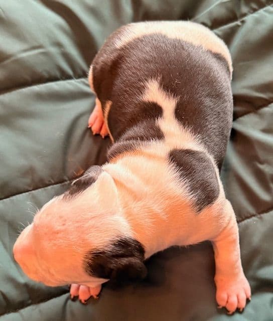 American Staffordshire Terrier Puppies media 8