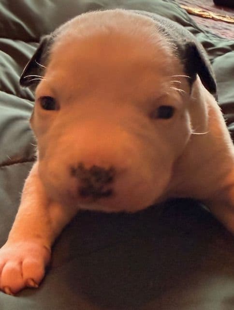 American Staffordshire Terrier Puppies media 9