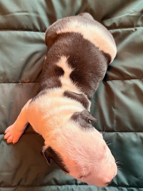 American Staffordshire Terrier Puppies media 10