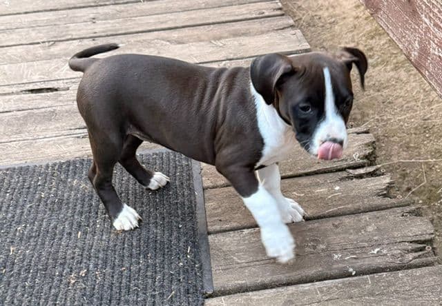 American Staffordshire Terrier Puppies media 2