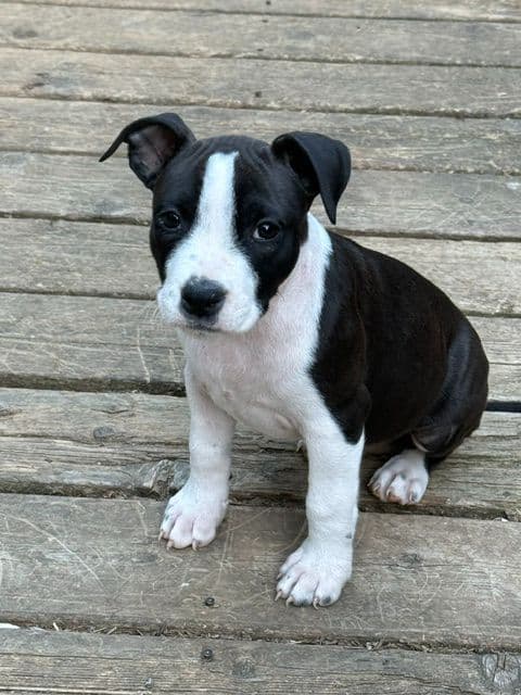 American Staffordshire Terrier Puppies media 3