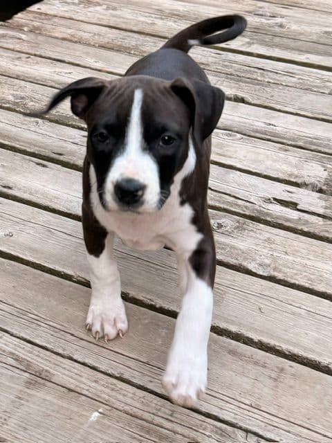 American Staffordshire Terrier Puppies media 4