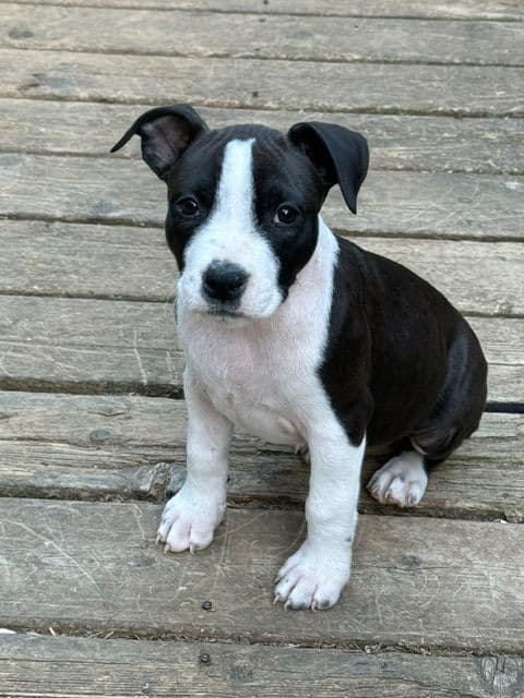 American Staffordshire Terrier Puppies media 5