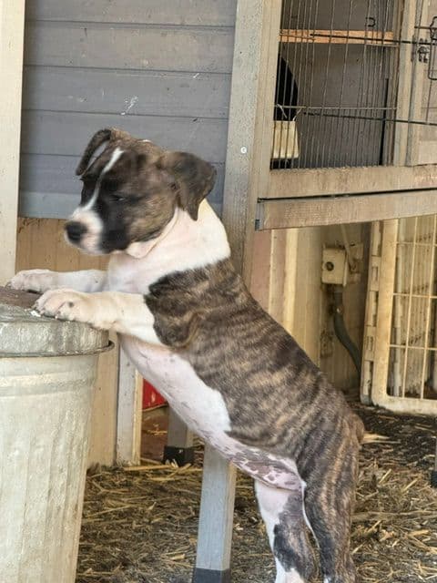 American Staffordshire Terrier Puppies media 7