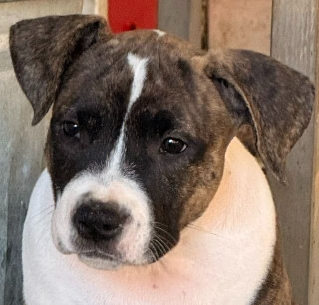 American Staffordshire Terrier Puppies media 8