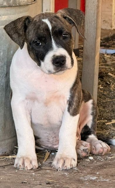 American Staffordshire Terrier Puppies media 10