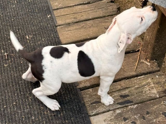 American Staffordshire Terrier Puppies media 11