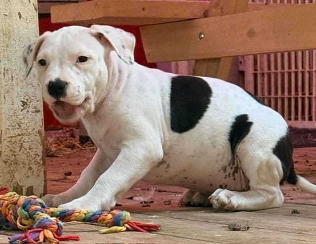 American Staffordshire Terrier Puppies media 12