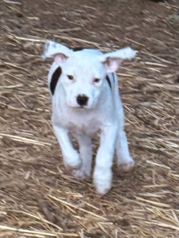 American Staffordshire Terrier Puppies media 13