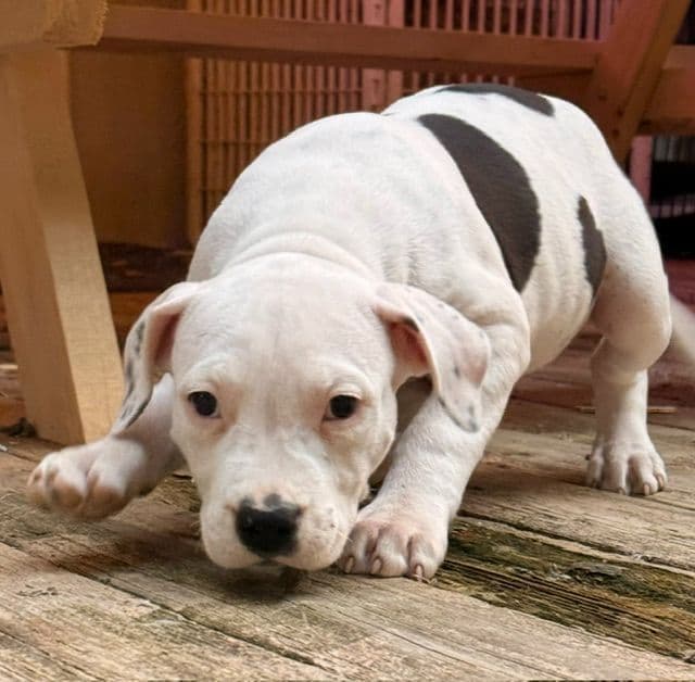 American Staffordshire Terrier Puppies media 14