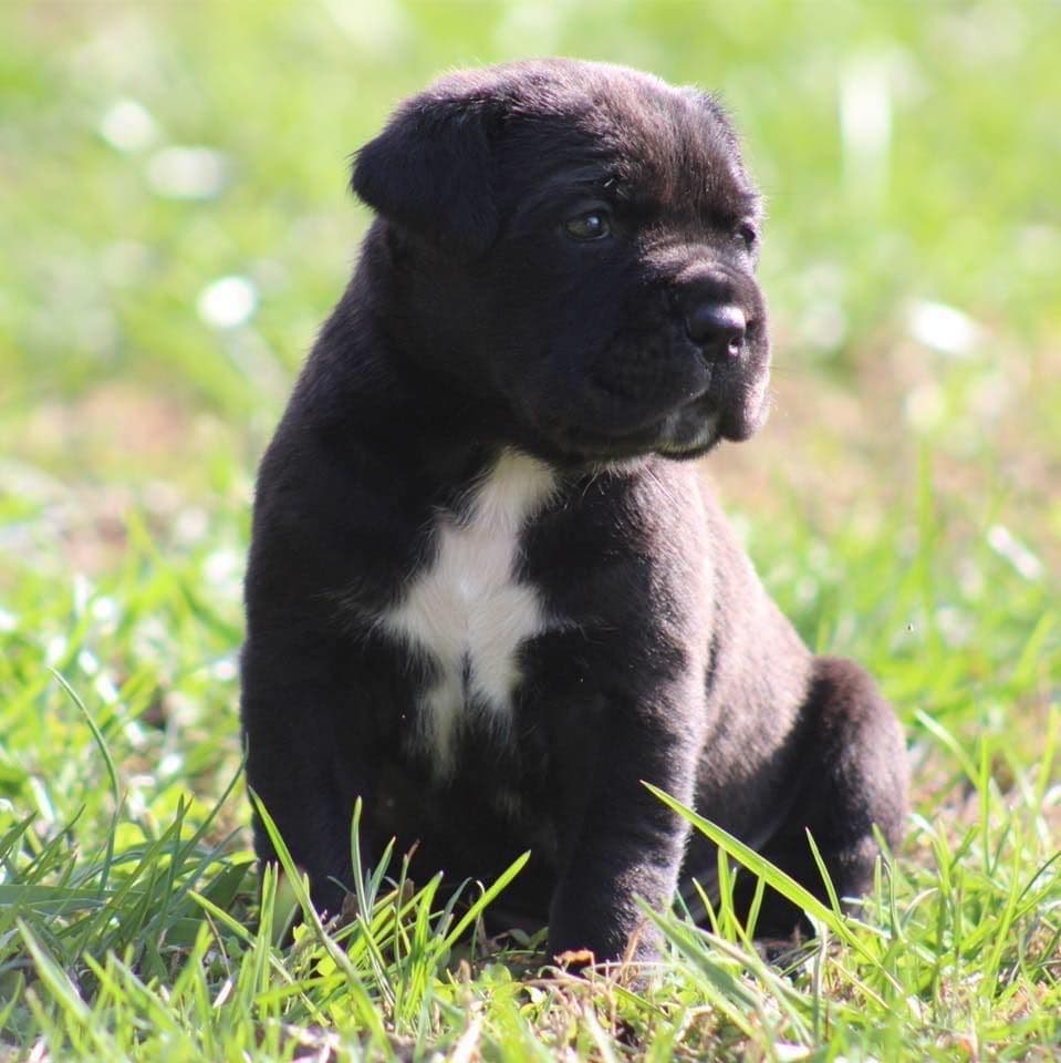 Preservation Bred | Titled Pedigrees | Home Raised | Health Guaranteed breeder image 1