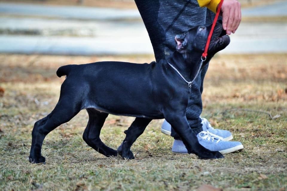 Preservation Bred | Titled Pedigrees | Home Raised | Health Guaranteed breeder image 6