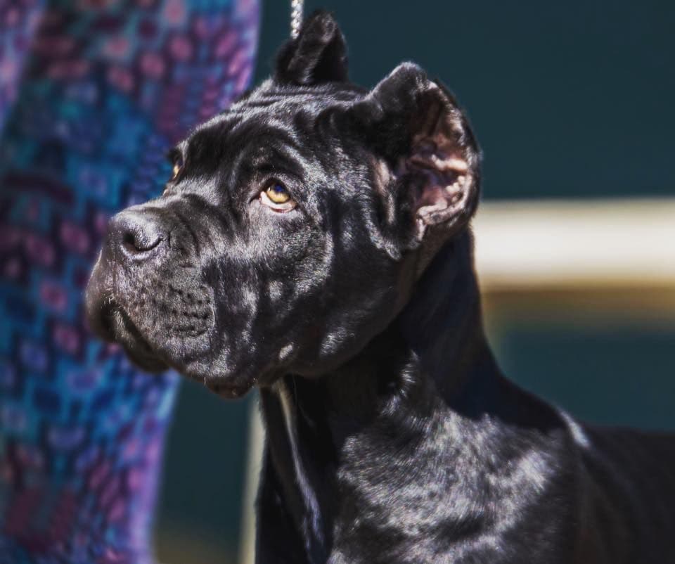 Preservation Bred | Titled Pedigrees | Home Raised | Health Guaranteed breeder image 9