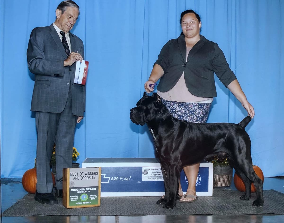Preservation Bred | Titled Pedigrees | Home Raised | Health Guaranteed breeder image 10