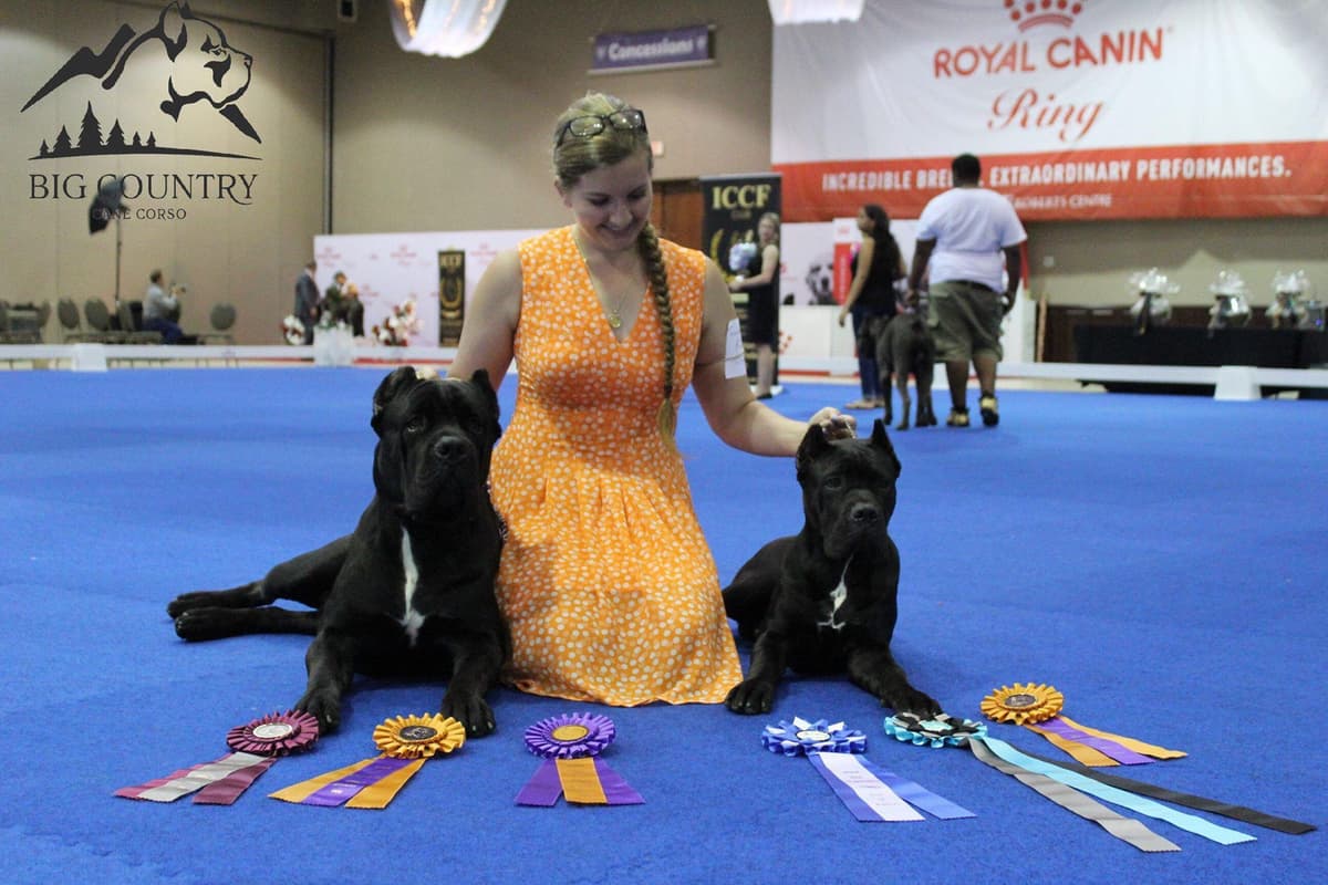Preservation Bred | Titled Pedigrees | Home Raised | Health Guaranteed breeder image 11