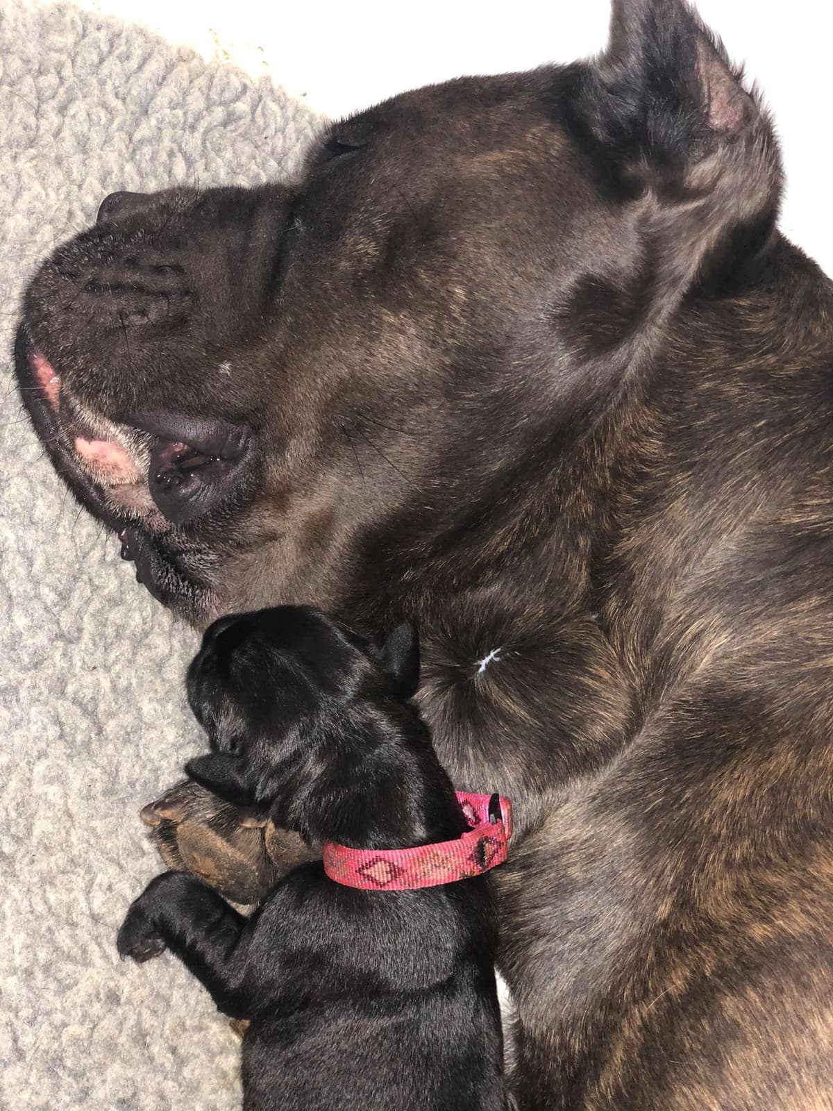 Preservation Bred | Titled Pedigrees | Home Raised | Health Guaranteed breeder image 12