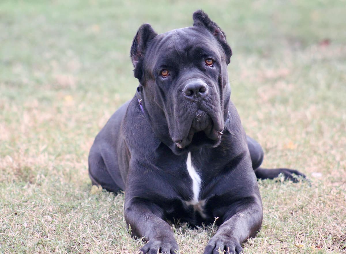 Preservation Bred | Titled Pedigrees | Home Raised | Health Guaranteed breeder image 13