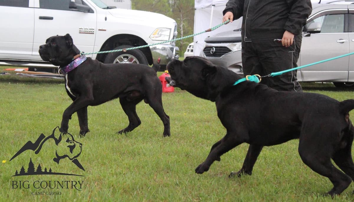 Preservation Bred | Titled Pedigrees | Home Raised | Health Guaranteed breeder image 14