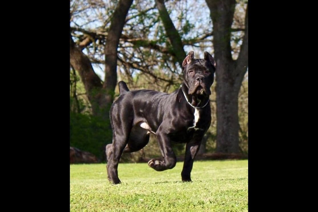 Preservation Bred | Titled Pedigrees | Home Raised | Health Guaranteed breeder image 15