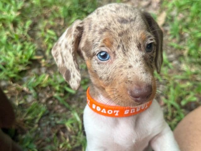 Dachshund Puppies media 2