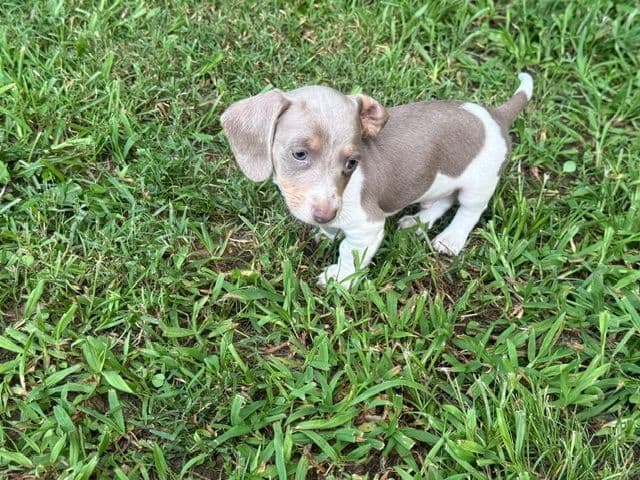 Dachshund Puppies media 3